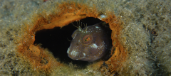 Blenny copy.png